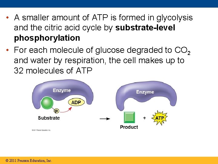  • A smaller amount of ATP is formed in glycolysis and the citric