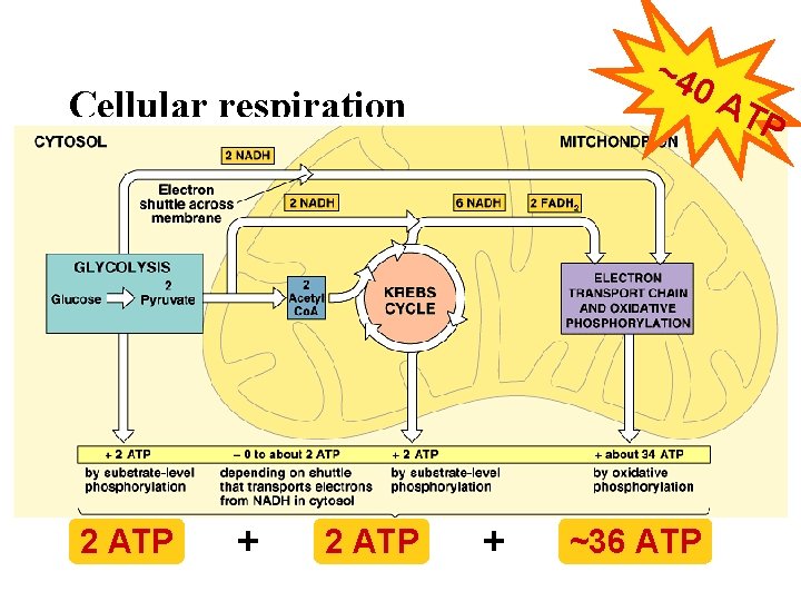 ~4 0 A Cellular respiration 2 ATP + ~36 ATP TP 