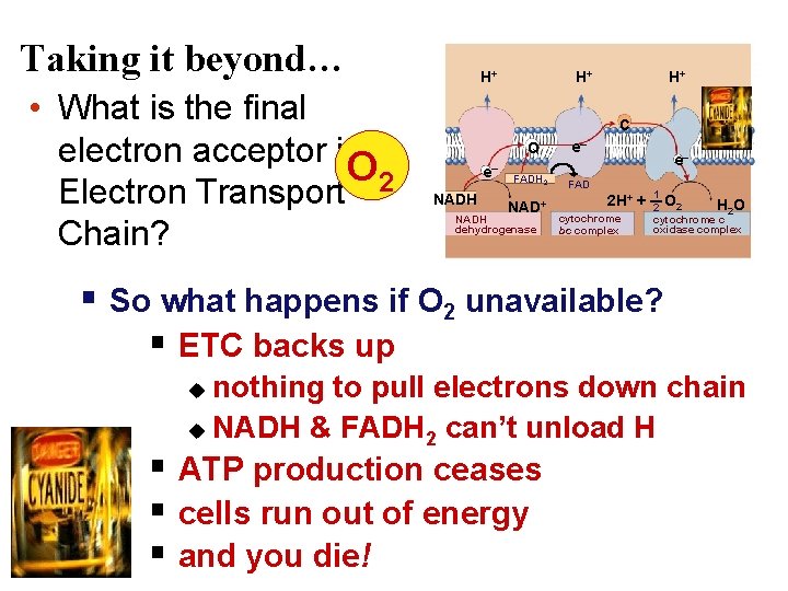 Taking it beyond… • What is the final electron acceptor in O 2 Electron