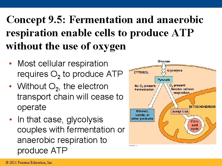 Concept 9. 5: Fermentation and anaerobic respiration enable cells to produce ATP without the