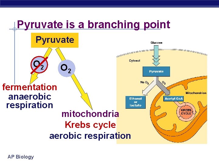 Pyruvate is a branching point Pyruvate O 2 fermentation anaerobic respiration mitochondria Krebs cycle