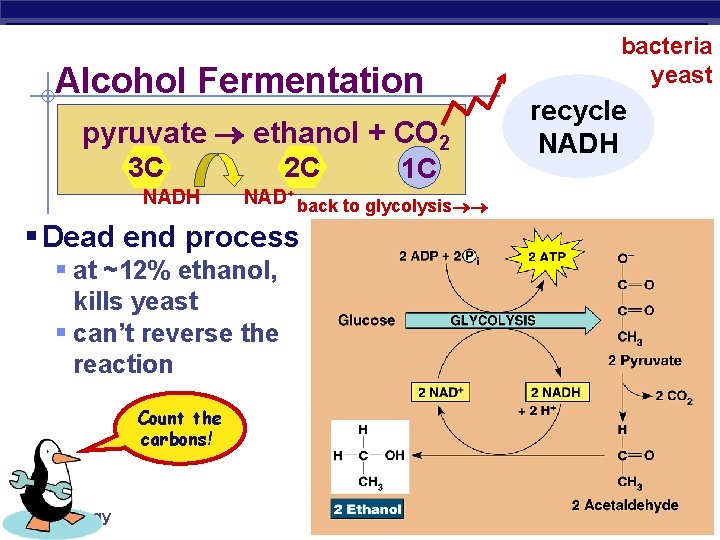 Alcohol Fermentation pyruvate ethanol + CO 2 3 C NADH 2 C NAD+ back