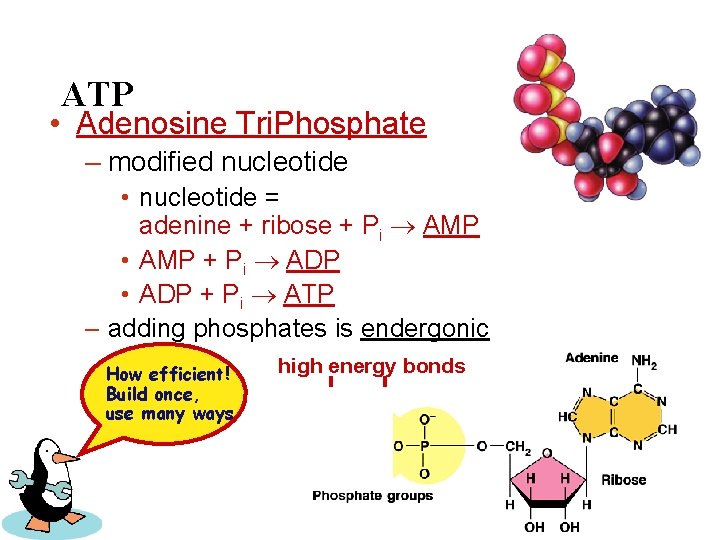 ATP • Adenosine Tri. Phosphate – modified nucleotide • nucleotide = adenine + ribose