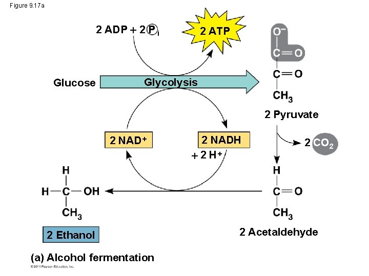 Figure 9. 17 a 2 ADP 2 P i Glucose 2 ATP Glycolysis 2
