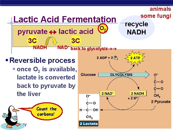 Lactic Acid Fermentation pyruvate lactic acid 3 C NADH 3 C NAD+ back to