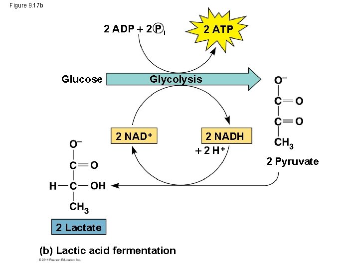 Figure 9. 17 b 2 ADP 2 P i Glucose 2 ATP Glycolysis 2