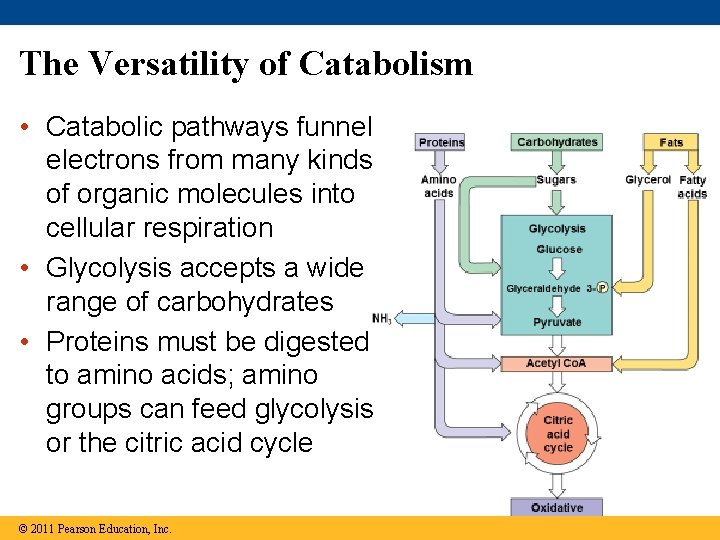 The Versatility of Catabolism • Catabolic pathways funnel electrons from many kinds of organic