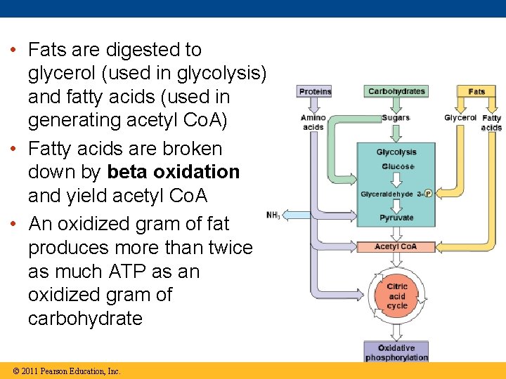  • Fats are digested to glycerol (used in glycolysis) and fatty acids (used