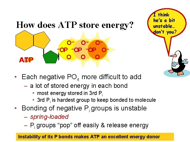 How does ATP store energy? ADP AMP ATP I think he’s a bit unstable…