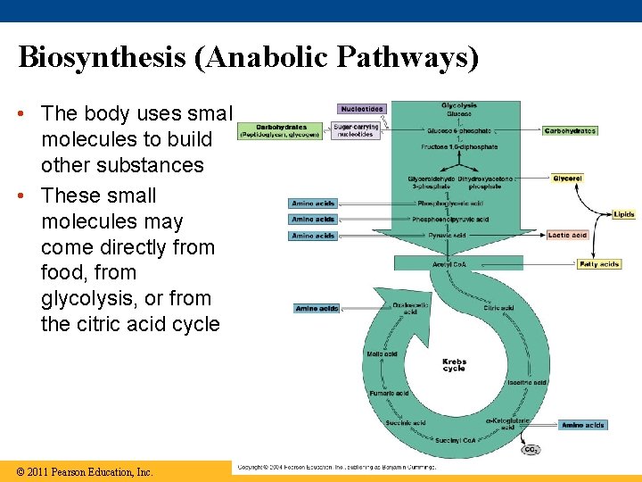 Biosynthesis (Anabolic Pathways) • The body uses small molecules to build other substances •