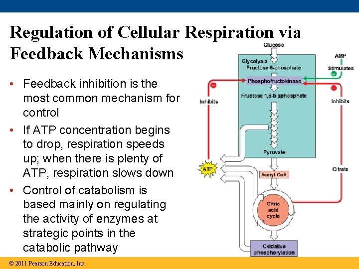 Regulation of Cellular Respiration via Feedback Mechanisms • Feedback inhibition is the most common