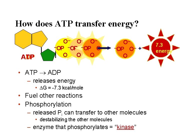 How does ATP transfer energy? ATP ADP O– O– O– –OP –O – OP
