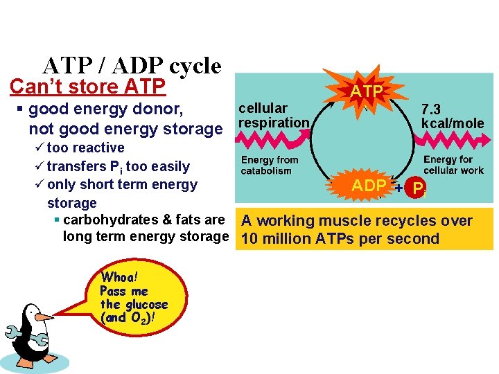 ATP / ADP cycle Can’t store ATP cellular § good energy donor, not good