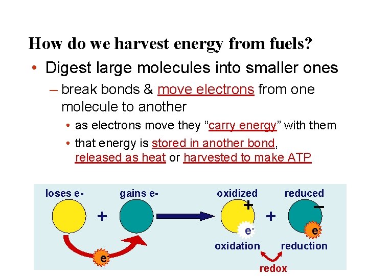 How do we harvest energy from fuels? • Digest large molecules into smaller ones