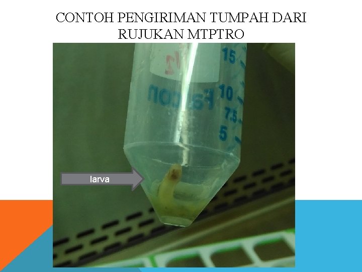 CONTOH PENGIRIMAN TUMPAH DARI RUJUKAN MTPTRO larva 