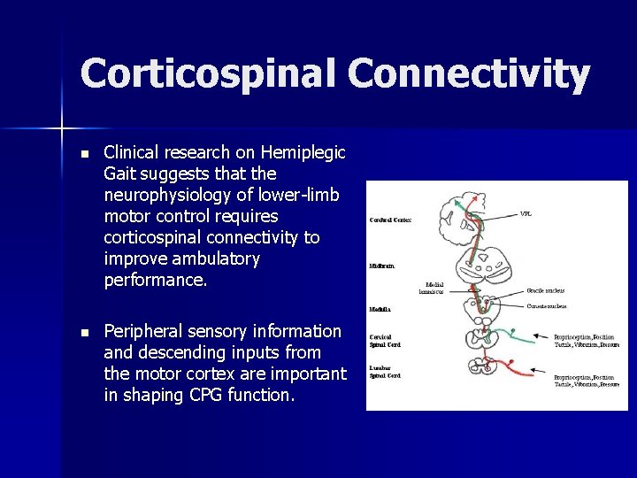 Corticospinal Connectivity n Clinical research on Hemiplegic Gait suggests that the neurophysiology of lower-limb Corticospinal Connectivity n Clinical research on Hemiplegic Gait suggests that the neurophysiology of lower-limb