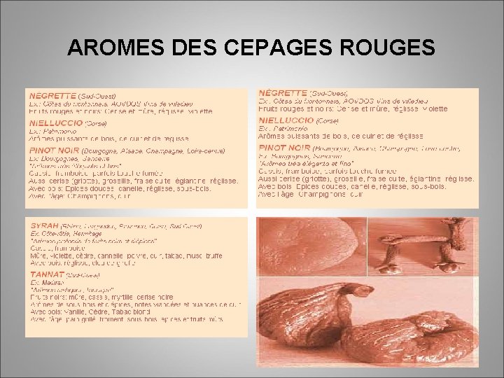 AROMES DES CEPAGES ROUGES 