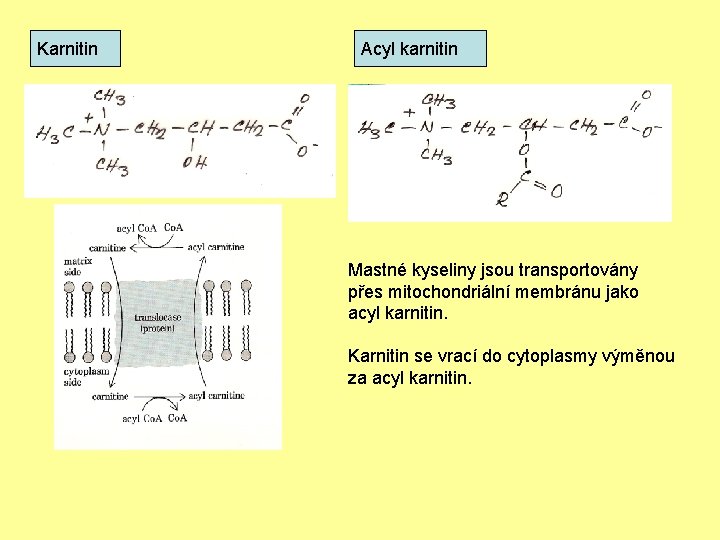 Karnitin Acyl karnitin Mastné kyseliny jsou transportovány přes mitochondriální membránu jako acyl karnitin. Karnitin