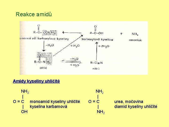 Reakce amidů Amidy kyseliny uhličité NH 2 | O = C monoamid kyseliny uhličité