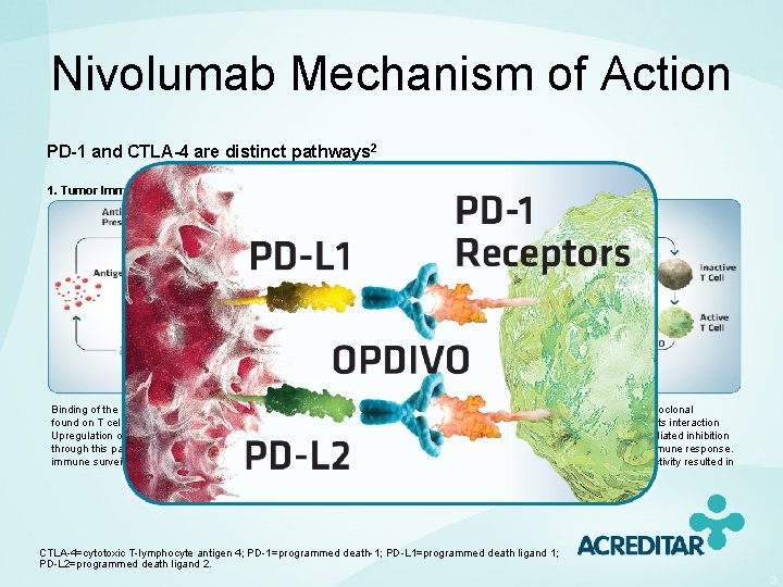 Nivolumab Mechanism of Action PD-1 and CTLA-4 are distinct pathways 2 1. Tumor Immune