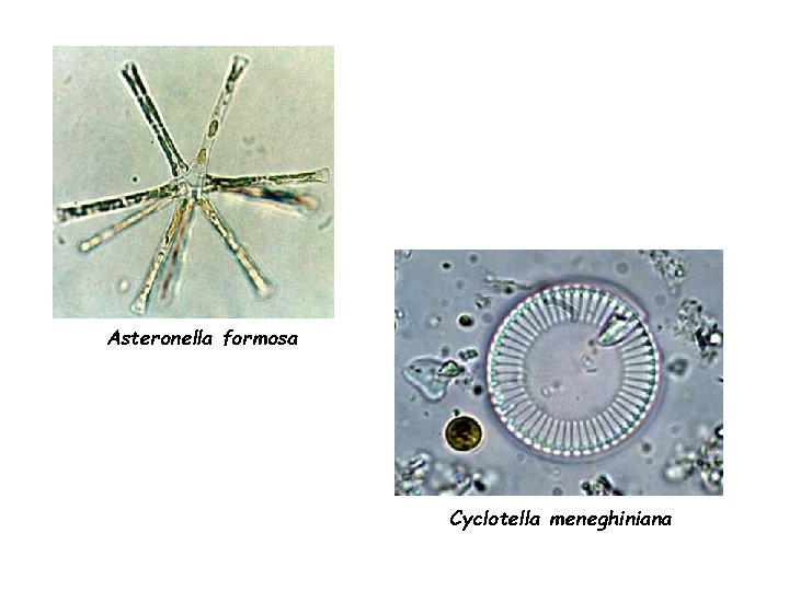 Asteronella formosa Cyclotella meneghiniana 