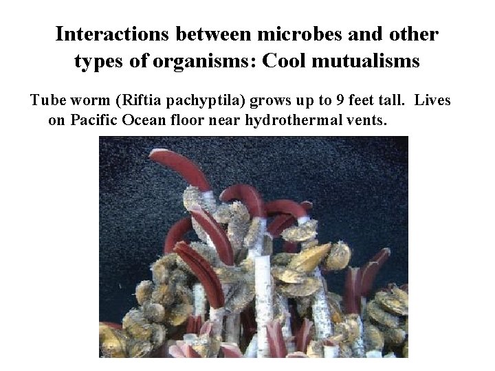 Interactions between microbes and other types of organisms: Cool mutualisms Tube worm (Riftia pachyptila)