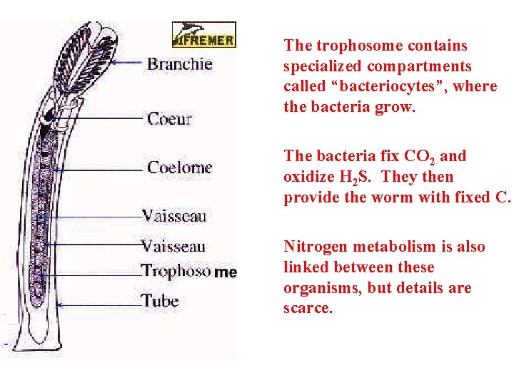 The trophosome contains specialized compartments called “bacteriocytes”, where the bacteria grow. The bacteria fix