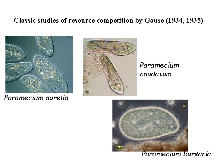 Classic studies of resource competition by Gause (1934, 1935) Paramecium caudatum Paramecium aurelia Paramecium