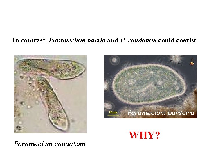 In contrast, Paramecium bursia and P. caudatum could coexist. Paramecium bursaria Paramecium caudatum WHY?