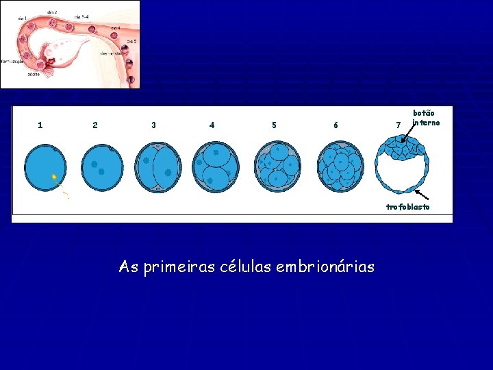 1 2 3 4 5 6 7 botão interno trofoblasto As primeiras células embrionárias