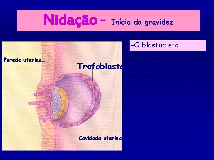 Nidação – Início da gravidez -O blastocisto Parede uterina Trofoblasto Cavidade uterina 