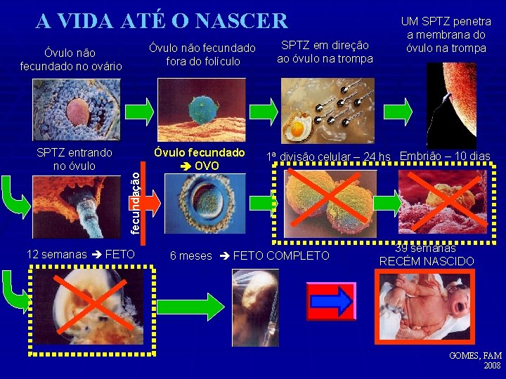 A VIDA ATÉ O NASCER Óvulo não fecundado fora do folículo SPTZ entrando no