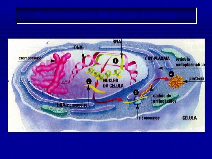 Funcionamento Molecular da Célula 