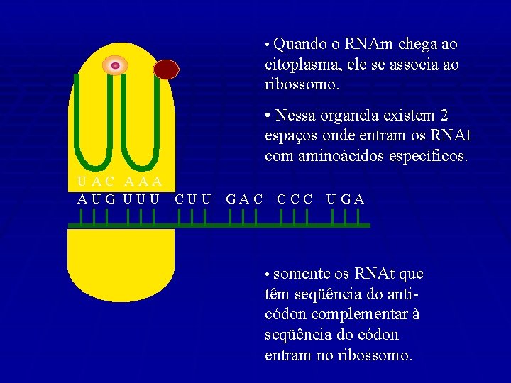  • Quando o RNAm chega ao citoplasma, ele se associa ao ribossomo. •