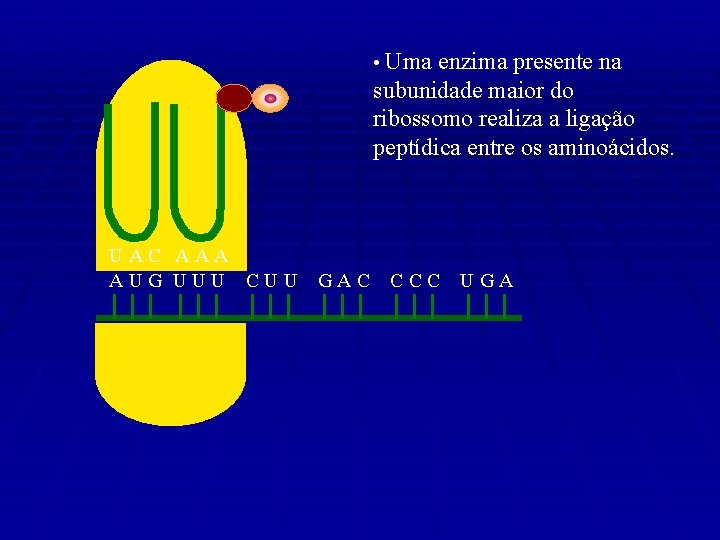 • Uma enzima presente na subunidade maior do ribossomo realiza a ligação peptídica