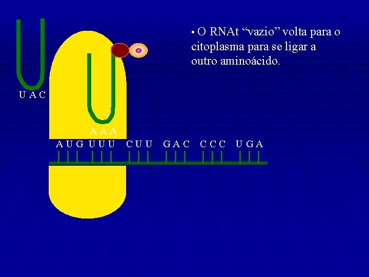  • O RNAt “vazio” volta para o citoplasma para se ligar a outro