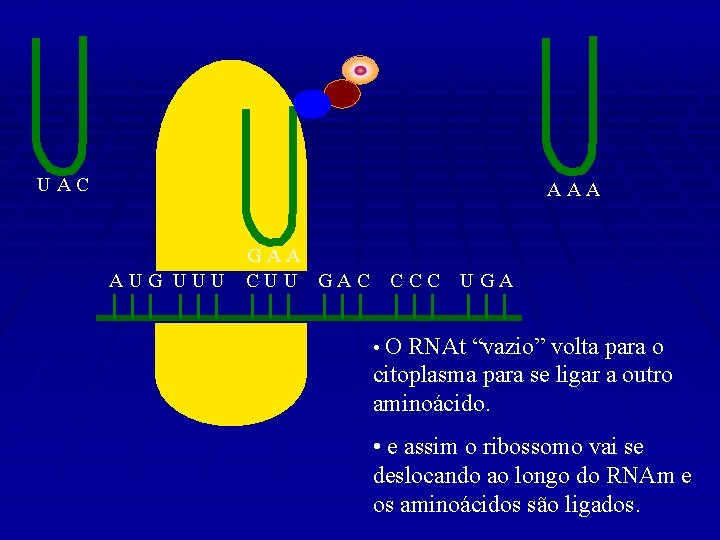 UAC AAA AUG UUU GAA CUU GAC CCC UGA • O RNAt “vazio” volta
