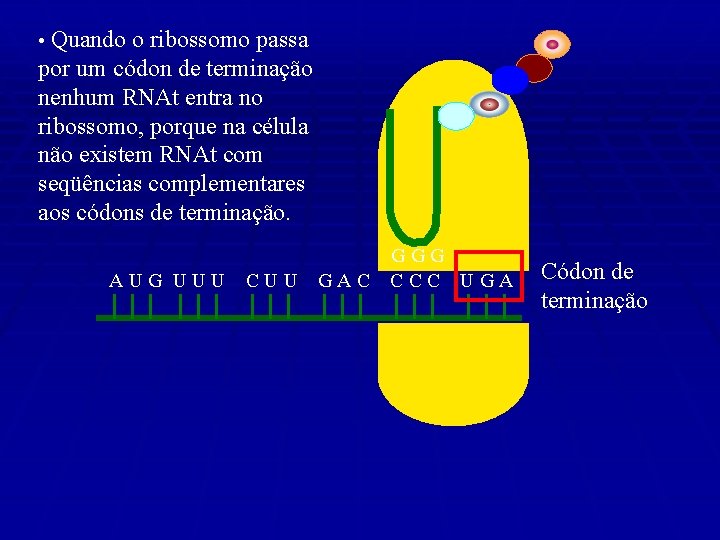  • Quando o ribossomo passa por um códon de terminação nenhum RNAt entra
