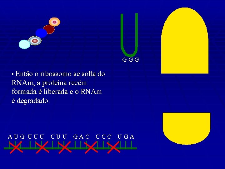 GGG • Então o ribossomo se solta do RNAm, a proteína recém formada é