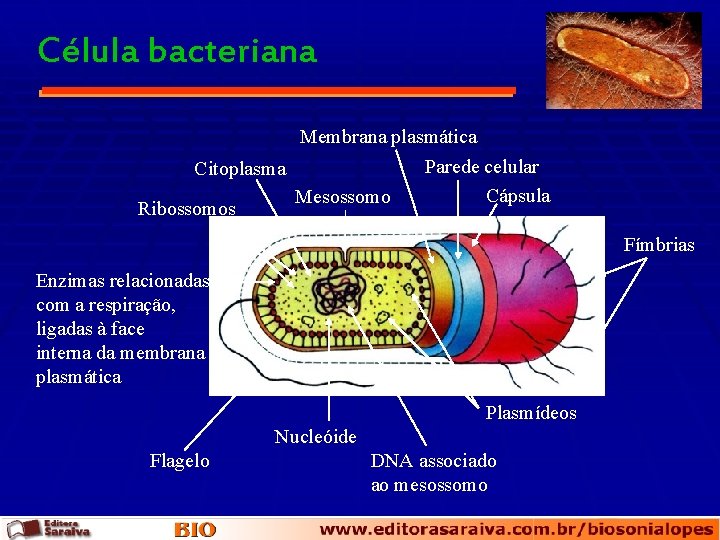 Célula bacteriana Membrana plasmática Citoplasma Ribossomos Mesossomo Parede celular Cápsula Fímbrias Enzimas relacionadas com