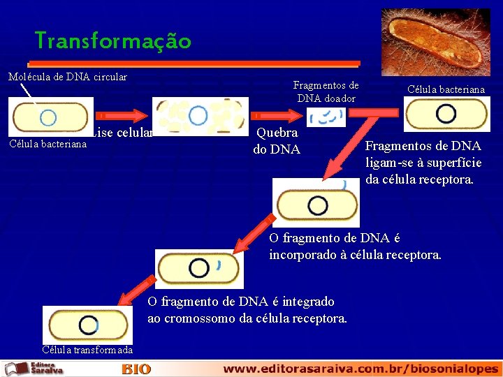 Transformação Molécula de DNA circular Célula bacteriana Fragmentos de DNA doador Lise celular Quebra