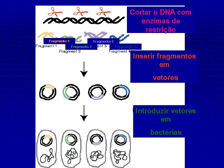 Cortar o DNA com enzimas de restrição Fragmento 1 Fragmento 3 Fragmento 2 Fragmento