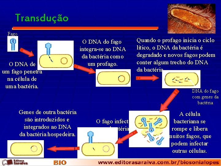 Transdução Fago O DNA de um fago penetra na célula de uma bactéria. Genes