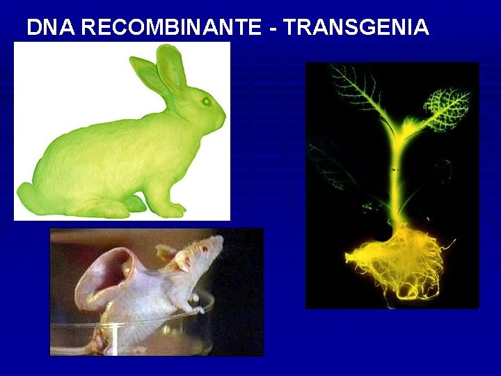 DNA RECOMBINANTE - TRANSGENIA 