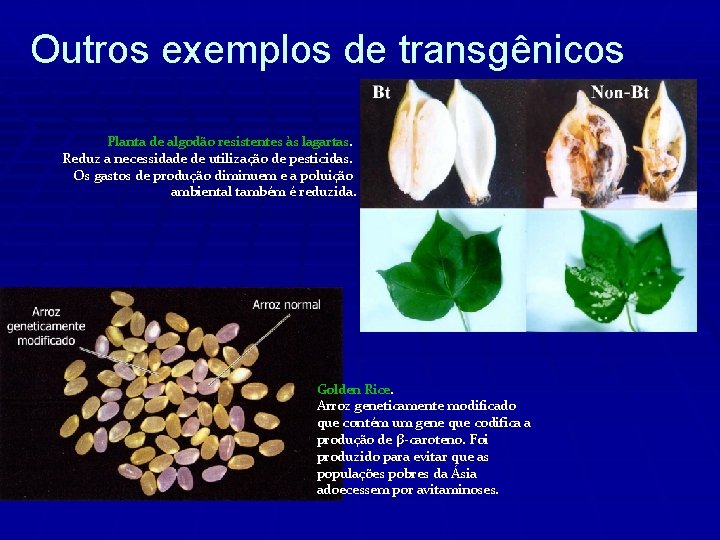 Outros exemplos de transgênicos Planta de algodão resistentes às lagartas. Reduz a necessidade de