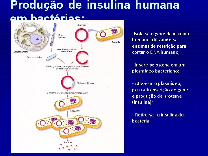 Produção de insulina humana em bactérias: -Isola-se o gene da insulina humana utilizando-se enzimas