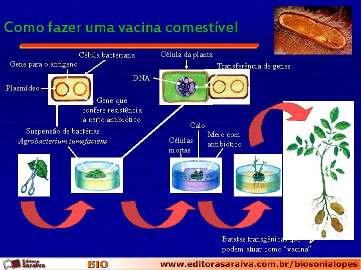 Como fazer uma vacina comestível Célula bacteriana Célula da planta Gene para o antígeno