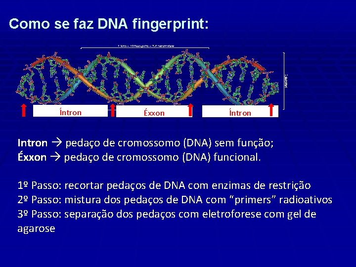Como se faz DNA fingerprint: Íntron Éxxon Íntron Intron pedaço de cromossomo (DNA) sem