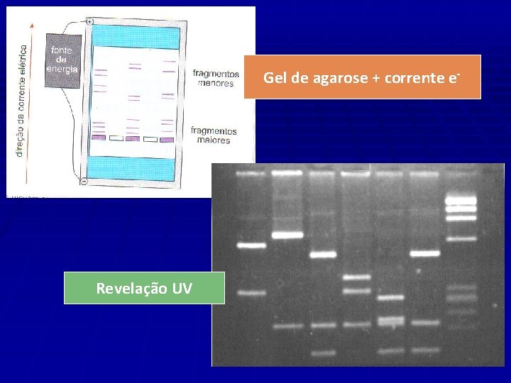 Gel de agarose + corrente e- Revelação UV 