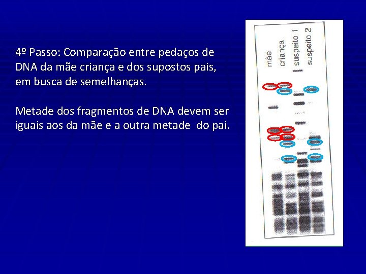 4º Passo: Comparação entre pedaços de DNA da mãe criança e dos supostos pais,